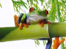 Bamboo Creations